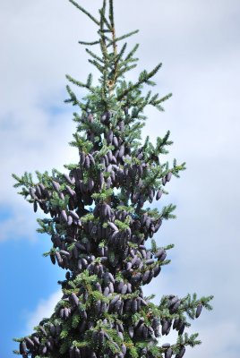 Picea omorika - smrk omorika - šištice u vrcholu